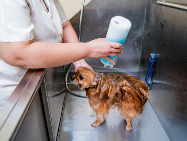 美容师在美容院的浴室里给一只波美拉尼亚狗洗澡图片下载