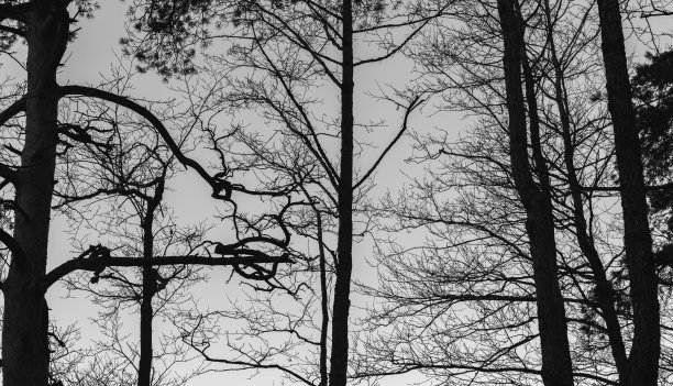 光秃秃的树的剪影，自然的黑白照片图片下载