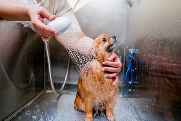 美容师在美容院的浴室里给一只波美拉尼亚狗洗澡图片下载