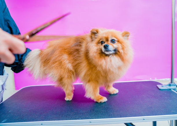 美容师在美容院给波美拉尼亚狗理发。图片下载