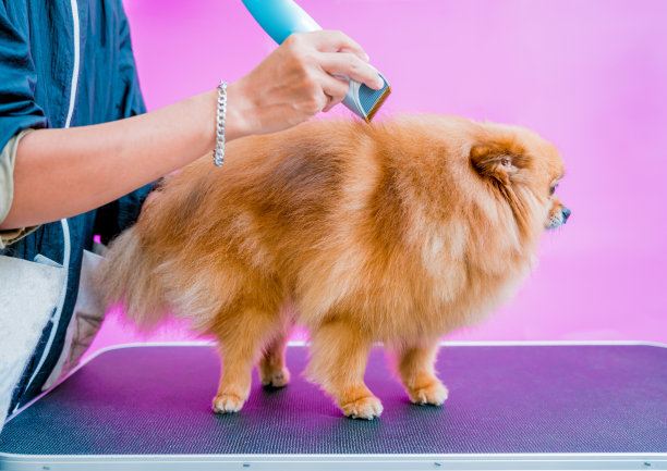 美容师在美容院给波美拉尼亚狗理发。图片下载