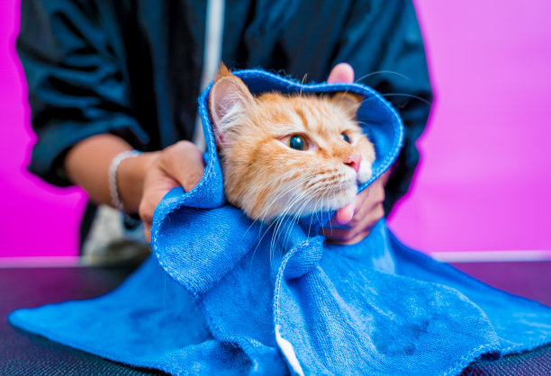 美容师在美容院清洗完一只漂亮的红猫图片下载