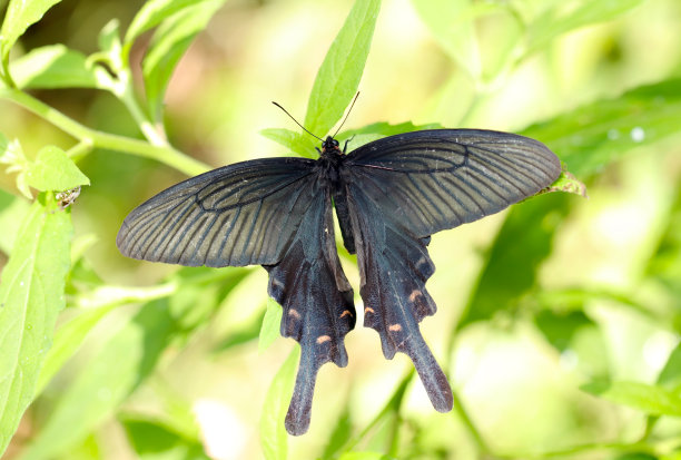 雄性麝香燕尾蝶在炎热的夏天的灌木丛中休息翅膀(使用微距镜头，闪光灯+自然光，特写照片)图片下载
