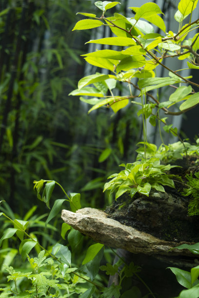 石、砾石、苔藓平台，用于合成绿色植物和美容产品图片下载