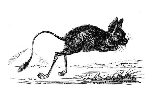 埃及跳鼠(东方跳鼠)图片下载