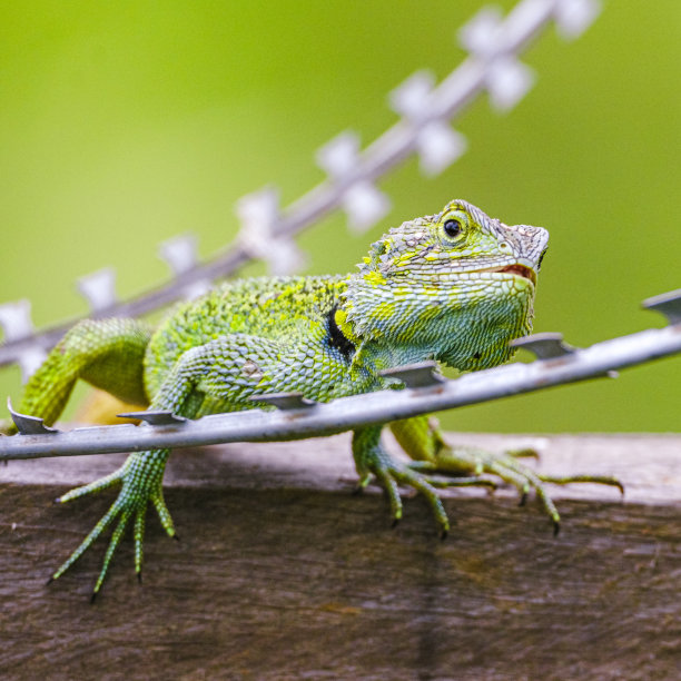 一只色彩斑斓的绿色非洲蜥蜴图片下载
