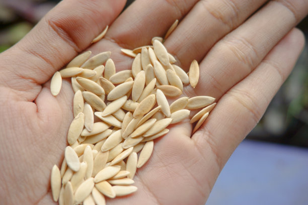 蔬菜和水果谷物的库存照片图片下载