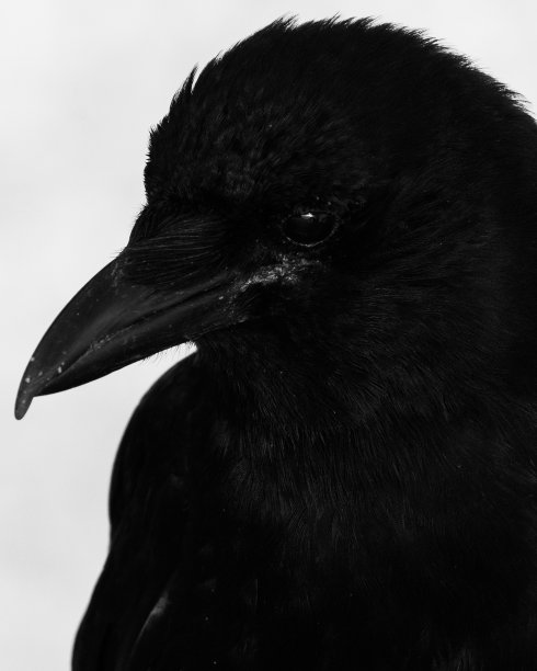 乌鸦的特写图片下载