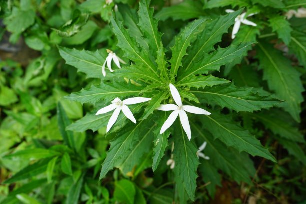 印度尼西亚村庄的库存照片图片下载