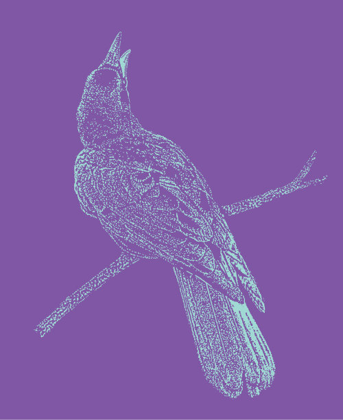 乌鸦栖息在树枝上图片下载