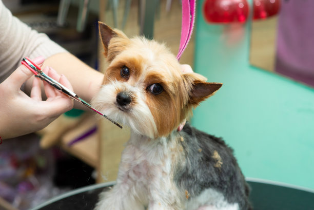 在美容院修剪约克郡犬的下巴，特写图片下载