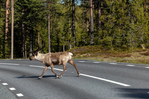 Arjeplog、瑞典图片下载