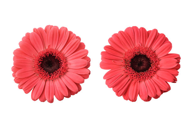 一套粉红色的非洲菊花图片下载