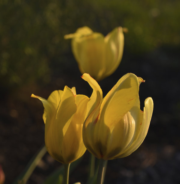 黄色多汁的郁金香花在下午。大的郁金香花。春天的花园。黄色的花朵。图片下载