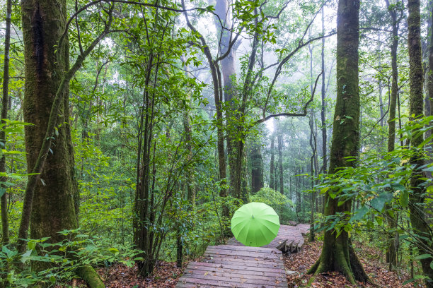 下雨天，森林旁的木板路上撑着一把伞。图片下载