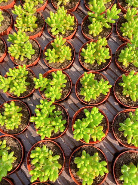 Çiçek sukulet doğada disarda图片下载