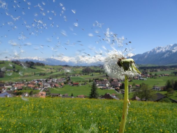 蒲公英在风中飘扬图片下载