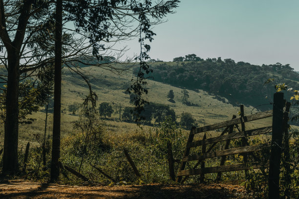 片刻的宁静:穿过树林的山丘图片下载