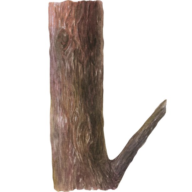 棕色树干与树枝的水彩插图。孤立的手绘插图图片下载