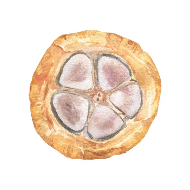 水彩插图切片可可果实充满可可种子。孤立的手绘插图。适用于包装设计、菜单图片下载