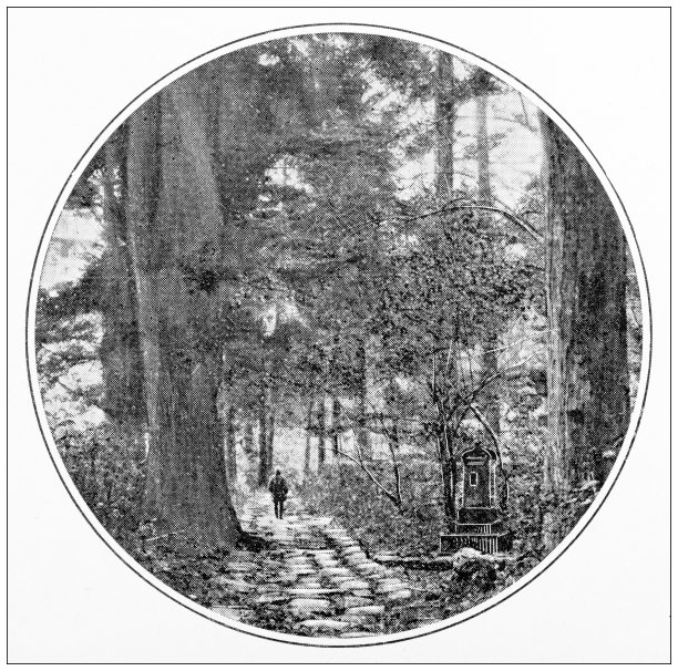 古色古香的日本旅行照片:森林小径图片下载