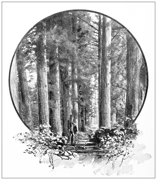 日本古玩旅行照片:森林图片下载