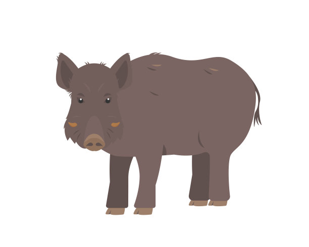 野猪或猪。棕色野猪森林动物。图片下载