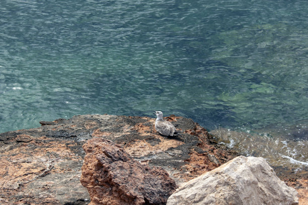 白色的海鸥奔跑，海鸥在海滩上散步，背景是天然的蓝色海水。图片下载