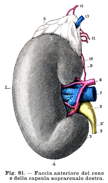 肾脏解剖版画1899年图片下载