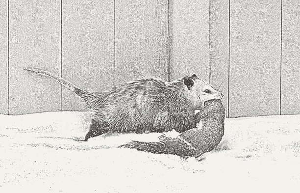 饥饿的负鼠图片下载