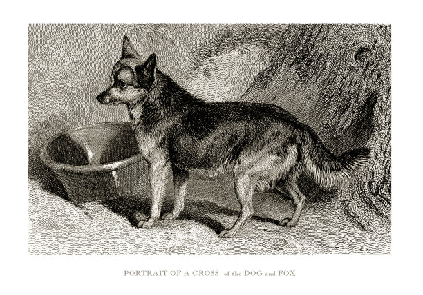 狐狸狗，古董雕刻，肖像的狗和狐狸的十字雕刻插图图片下载