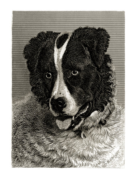 牧羊犬，古董雕刻，肖像绵羊狗雕刻插图图片下载