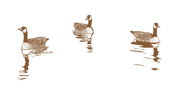 漂浮在水面上的加拿大鹅图片下载