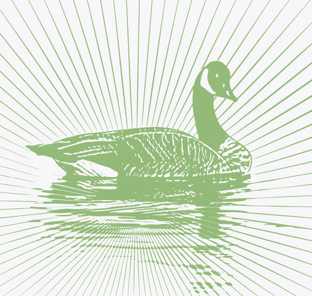 加拿大鹅在阳光下漂浮在水面上图片下载