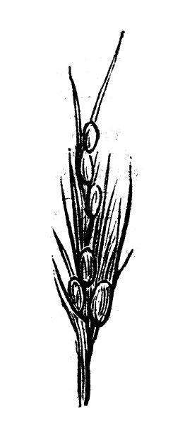 仿古版画插图:大米图片下载