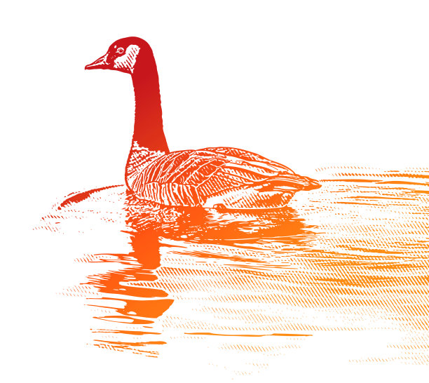 加拿大鹅浮在水面上图片下载