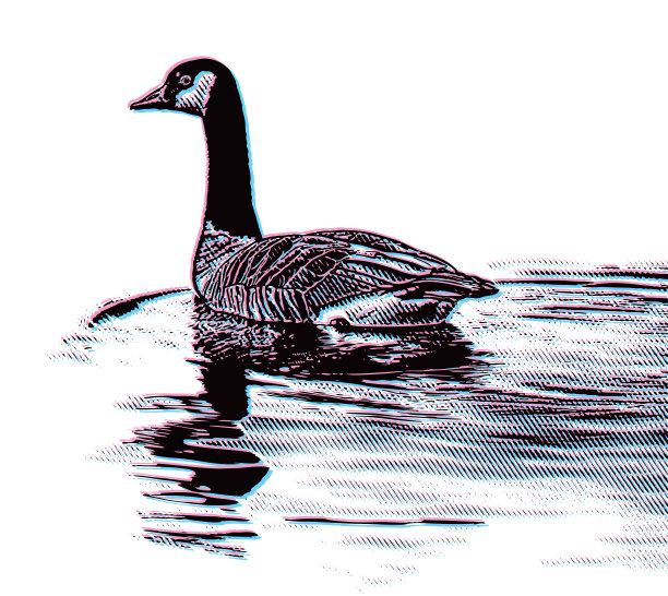 用故障技术浮在水上的加拿大鹅图片下载