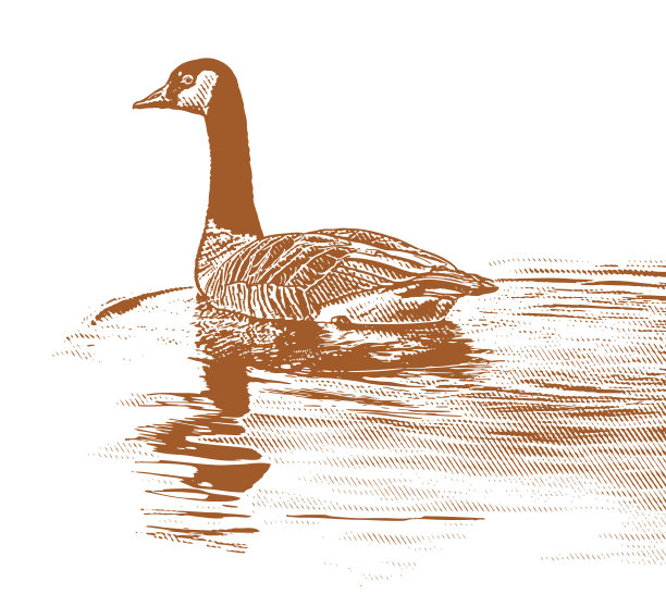 加拿大鹅浮在水面上图片下载