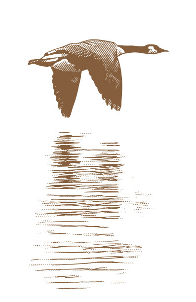 加拿大鹅飞行图片下载