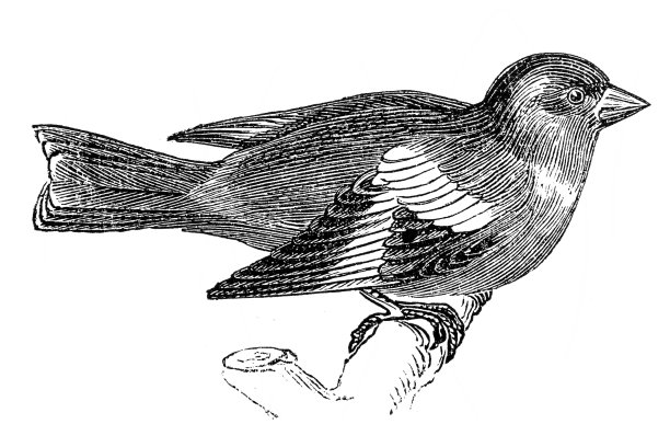 金翅雀图片下载