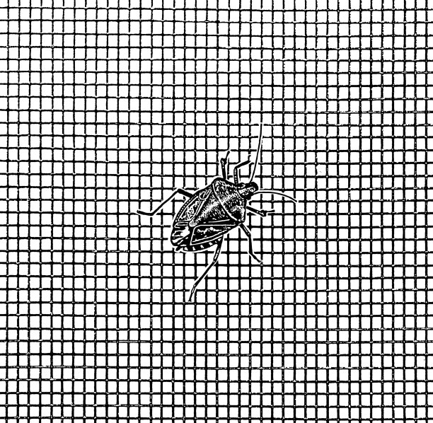 褐纹臭虫图片下载