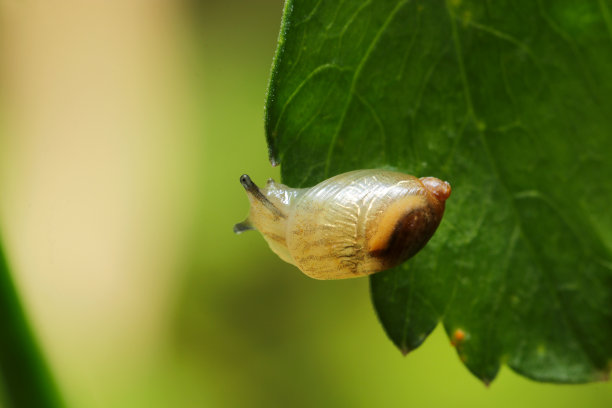 以萤火虫为食的精致琥珀蜗牛，“Okamonoaragai”(使用微距镜头，户外自然光，特写照片)图片下载