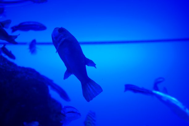 鱼在水里。图片下载