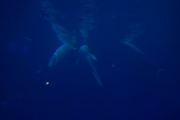 鱼在水里。图片下载