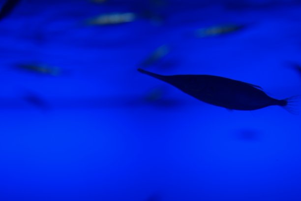 鱼在水里。图片下载