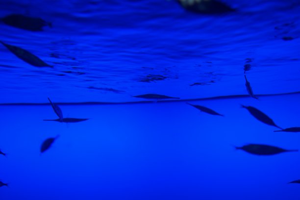 鱼在水里。图片下载