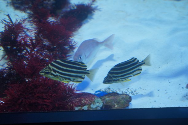 鱼在水里。图片下载