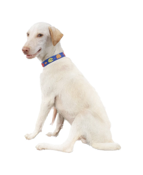 一张白色狗狗的照片，它坐在白色的地面上，脖子上围着一个项圈。图片下载