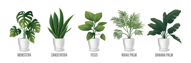 Vector House Plant in Pot图标集- Monstera, Sansevieria, Banana Palm, Ficus, Rhopalostylis, Nikau Palm in Pots Isolated on White。室内植物收集，室内植物。矢量图图片下载