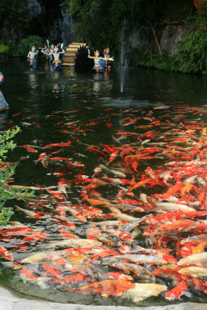 中国锦鲤图片下载